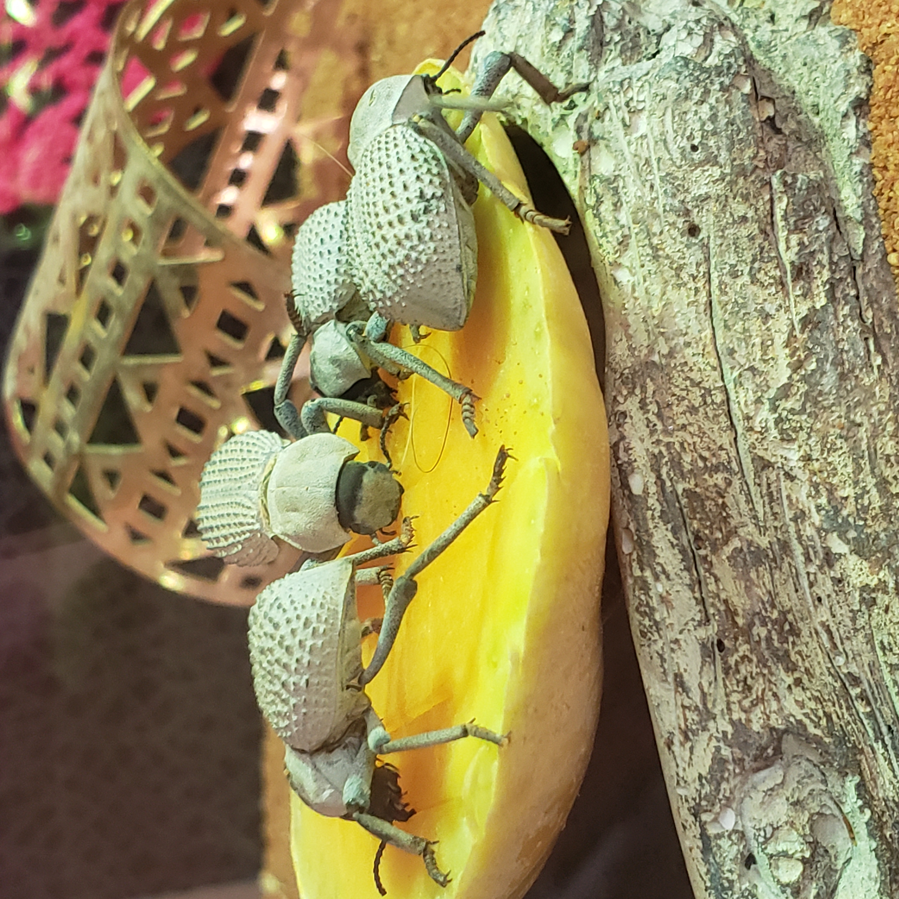 four beetles eating butternut squash